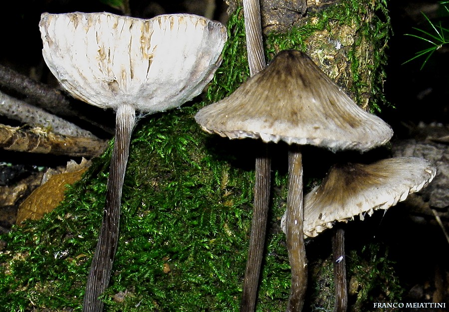 Mycena polygramma